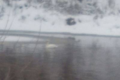 В Новосибирской области заметили мёрзнущего в пруду лебедя