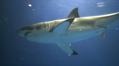 Ученые из Университета Майами выяснили, что рыбы используют чешую акул для избавления от паразитов