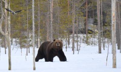 В Финляндии во время сезона охоты убили рекордное число медведей