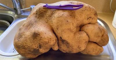 ФОТО. "Страшила Даг": в Новой Зеландии нашли, наверное, самую тяжелую картофелину в мире