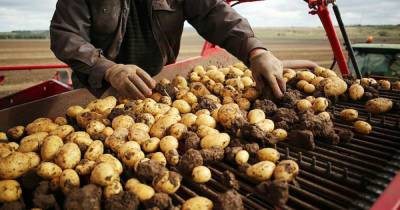 Владелец овощного ларька украл тонны картофеля в Подмосковье
