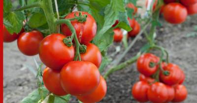 Кому полезны помидоры, а кто должен исключить их из рациона: советы врача-диетолога