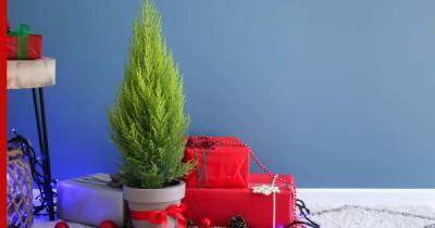 Спасаем новогодние елки: какие хвойные после праздников можно пересадить из горшка в сад