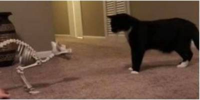 Кошка познакомилась со… скелетом кошки: какова реакция?