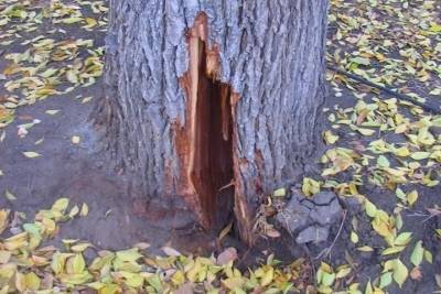 Воронежцы могут пожаловаться на строителей, которые повредили деревья и зеленые насаждения