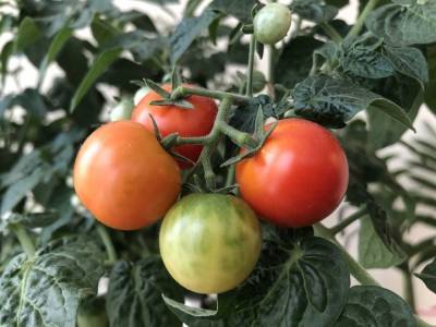 Диетолог раскрыла полезные свойства помидор