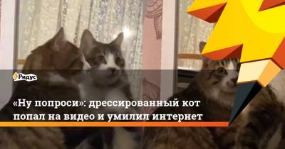 «Ну попроси»: дрессированный кот попал на видео и умилил интернет