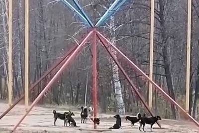 Воронежцев испугала большая стая лающих бродячих псов в парке «Алые паруса»