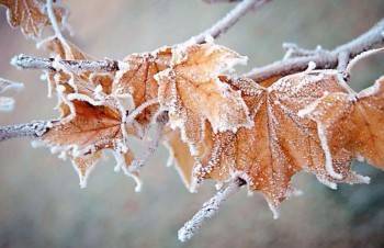 Заморозки и снег: прогноз погоды на ближайшую неделю