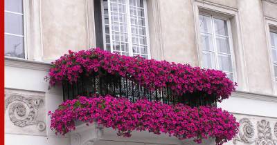 Красивый и уютный балкон: пять растений, которые украсят пространство