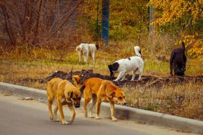 Воронежцы пожаловались на стаю бродячих собак в «Алых парусах»