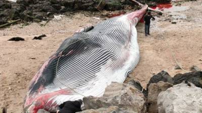 Кита-полосатика длиной 19 метров выбросило на берег во Франции