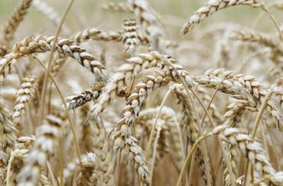 Виктор Скаршевский - Скаршевский: Украина собрала рекордный в истории урожай зерна, но оставила население без хлеба - actualnews.org - Украина