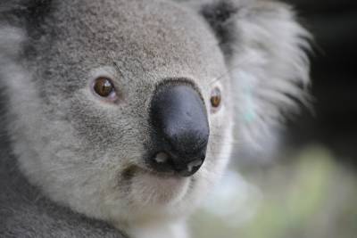 Коалам в Австралии угрожает вымирание, заявили эксперты