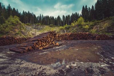 Предприятие по добыче сурьмы обязали восстановить 9 га леса в Забайкалье