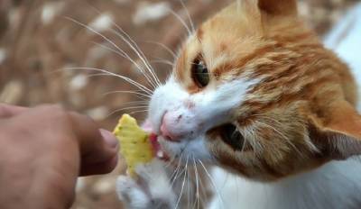 Пожилые москвички устроили потасовку из-за кошачьей еды