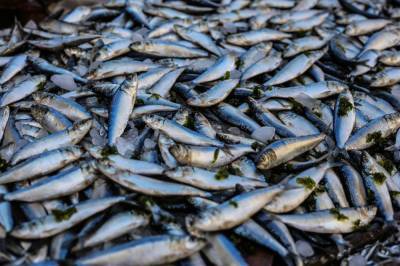Биробиджанские продавцы кормили жителей опасной рыбой