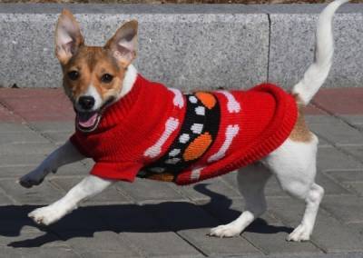 В России вырос спрос на тёплую одежду для собак