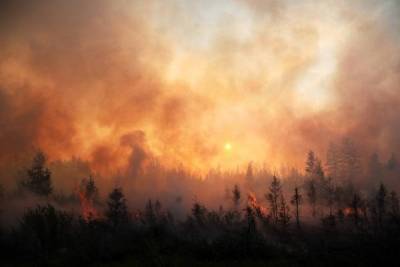 В России за сутки в 17 раз увеличилась площадь лесных пожаров
