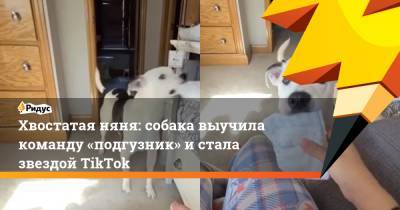 Хвостатая няня: собака выучила команду «подгузник» и стала звездой TikTok