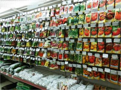 «Банкир», «Санькина любовь», «Скромница»: в Челябинской области появятся новые сорта овощей, ягод и злаков