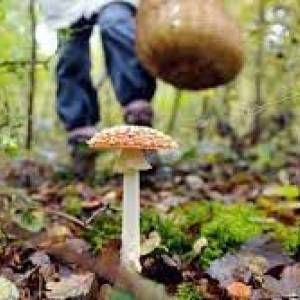 В Запорожской области три человека отравились грибами