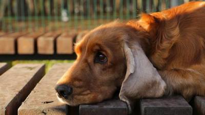 Ветеринары сообщили что у собак могут возникать психические расстройства