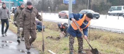 В Красногорске посадили 400 лип и 100 кустов бересклета