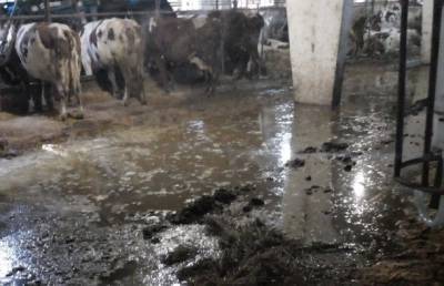 Ферму в Палевицах снова обвинили в издевательствах над животными