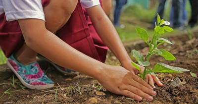 "Миллиард деревьев Зеленского": в каких регионах активнее всего взялись за лопаты