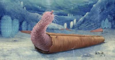 Первые отшельники на Земле. Ученые описали фаллосообразных червей из кембрийского периода