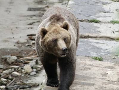 Жители Конново пожаловались на нашествие медведей