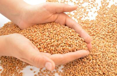 Украина отправила на экспорт половину пшеницы, согласованной в меморандуме