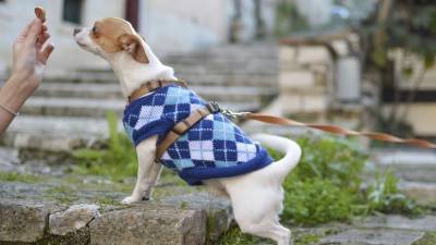 Исследование: в России на 66% выросли продажи сезонной одежды для собак