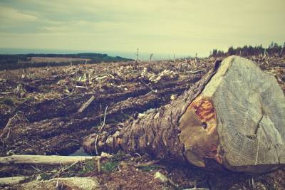 В Туапсинском районе за незаконную вырубку леса осудят троих мужчин