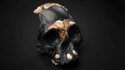 Дитя тьмы: Обнаружен древний предок человека