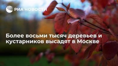 Более восьми тысяч деревьев и кустарников высадят в Москве