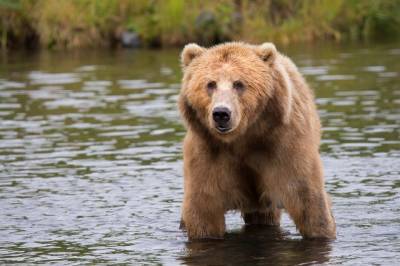 Жители Ленобласти пожаловались на нашествие медведей