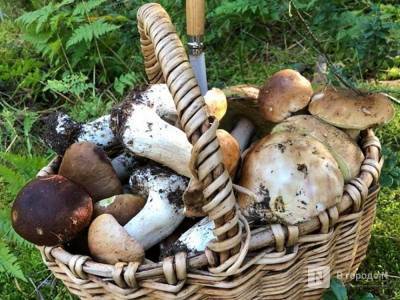 Ртуть обнаружили в белых грибах в Нижегородской области