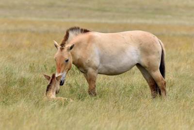 В России твёрдо намерены не допустить вымирания лошадей Пржевальского