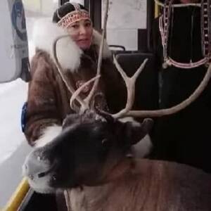 В Норильске в автобусе ехала женщина с оленем. Фотофакт
