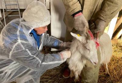 В Ленобласти продолжается работа по предупреждению оспы овец и коз