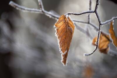 Петербуржцев предупредили о заморозках до -3 °C и гололедице