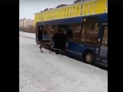 Пользователей Сети шокировал северный олень, заходящий в автобус