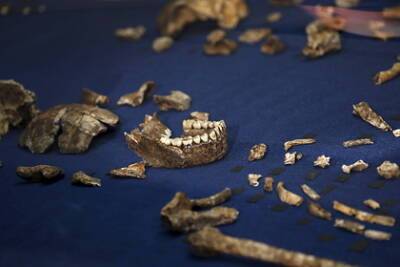 В ЮАР обнаружили загадочный череп предка человека