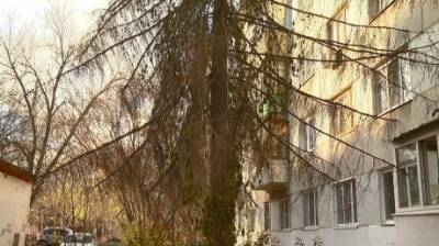 Мертвая ель угрожает безопасности жителей дома на улице Суворова