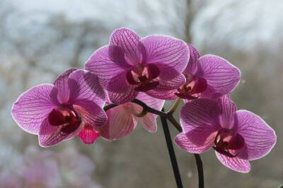 Как поливать орхидеи, чтобы они цвели круглый год: ошибки неопытных хозяек