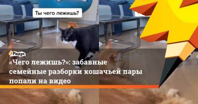 «Чего лежишь?»: забавные семейные разборки кошачьей пары попали на видео