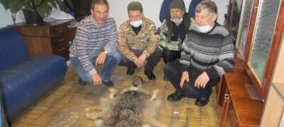 Волчицу убили в окрестностях города горняков Карелии, где хищники охотятся на собак