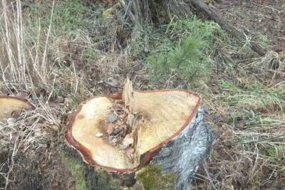 На лесосеке в Бурятии срубили «лишние» деревья